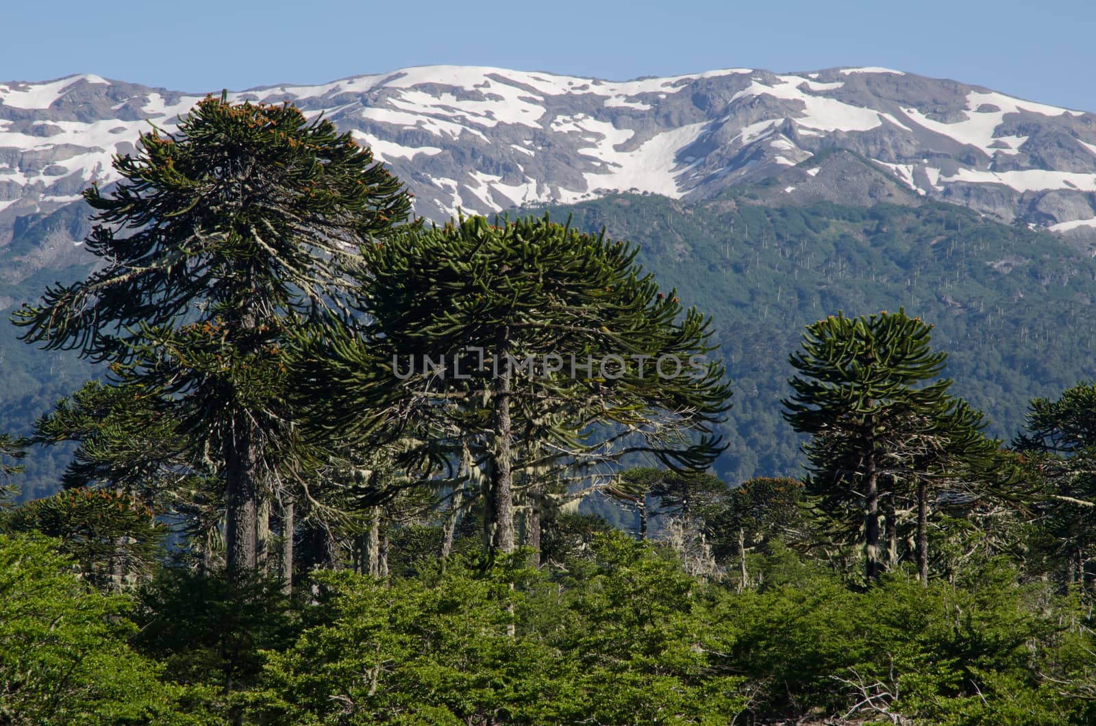 Monkey puzzle trees Araucaria araucana and cliffs. by VictorSuarez