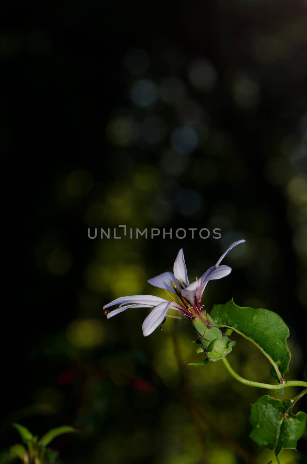 Flower of Chilean climbing gazania Mutisia ilicifolia. by VictorSuarez