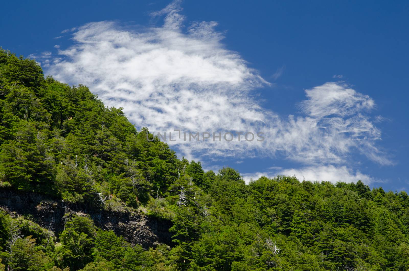 Forest and clouds in the Conguillio National Park. by VictorSuarez