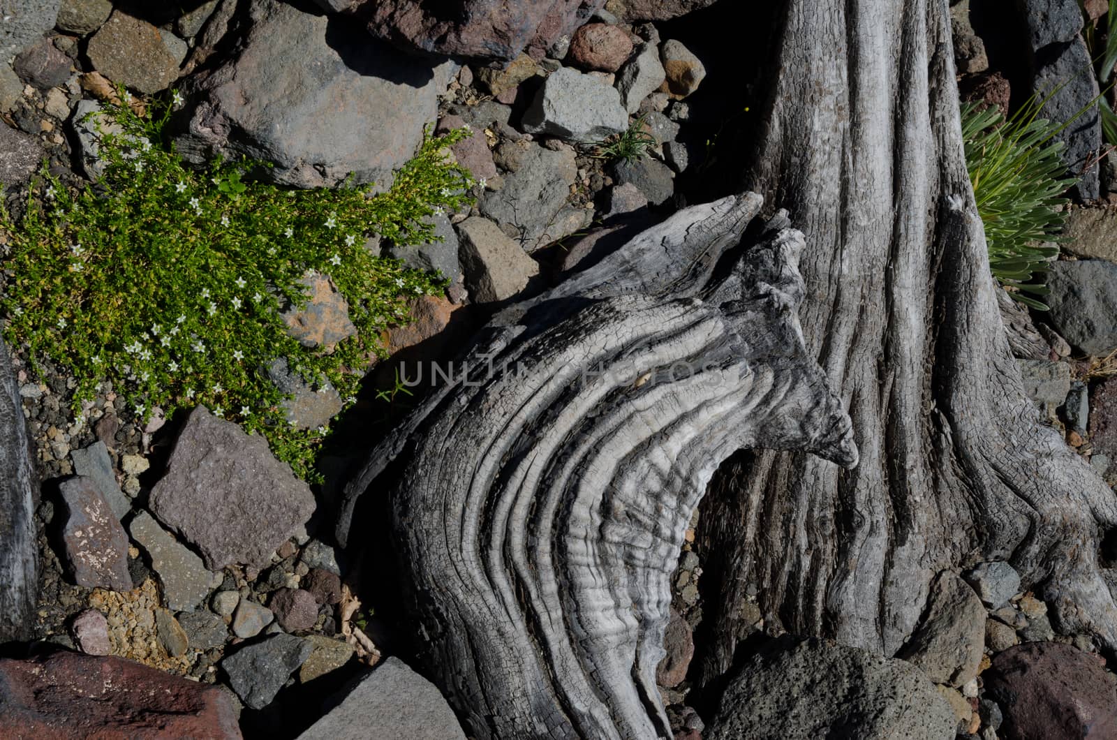 Trunks of dead trees in the Conguillio National Park. Araucania Region. Chile.