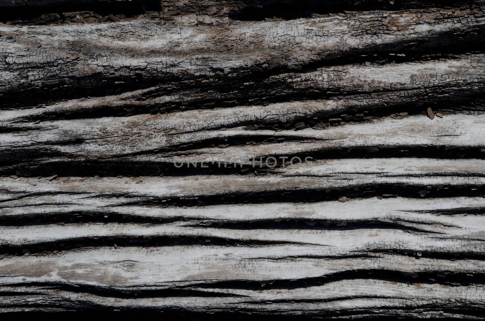 Detail of a trunk of dead tree. Conguillio National Park.. Araucania Region. Chile.