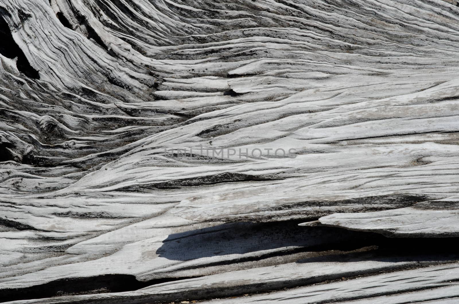 Detail of a trunk of dead tree. Conguillio National Park.. Araucania Region. Chile.