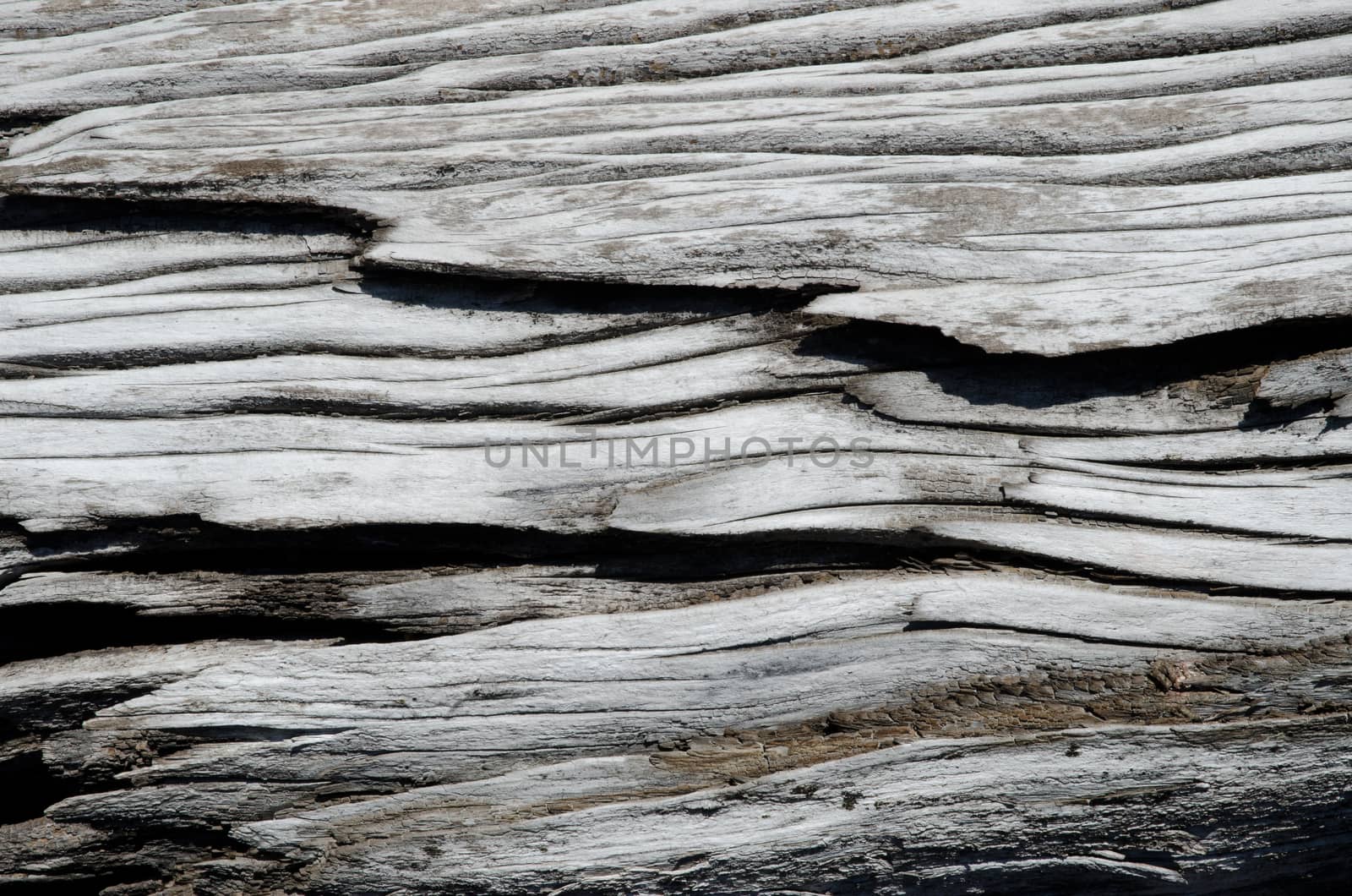 Detail of a trunk of dead tree. Conguillio National Park.. Araucania Region. Chile.