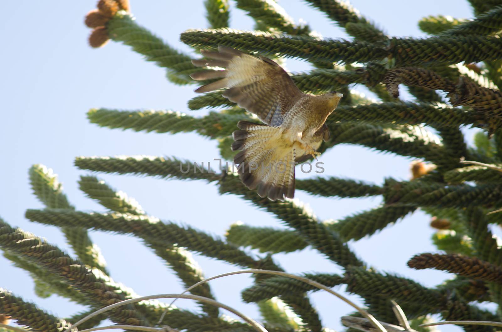 Chimango caracara taking flight next to monkey puzzle tree. by VictorSuarez