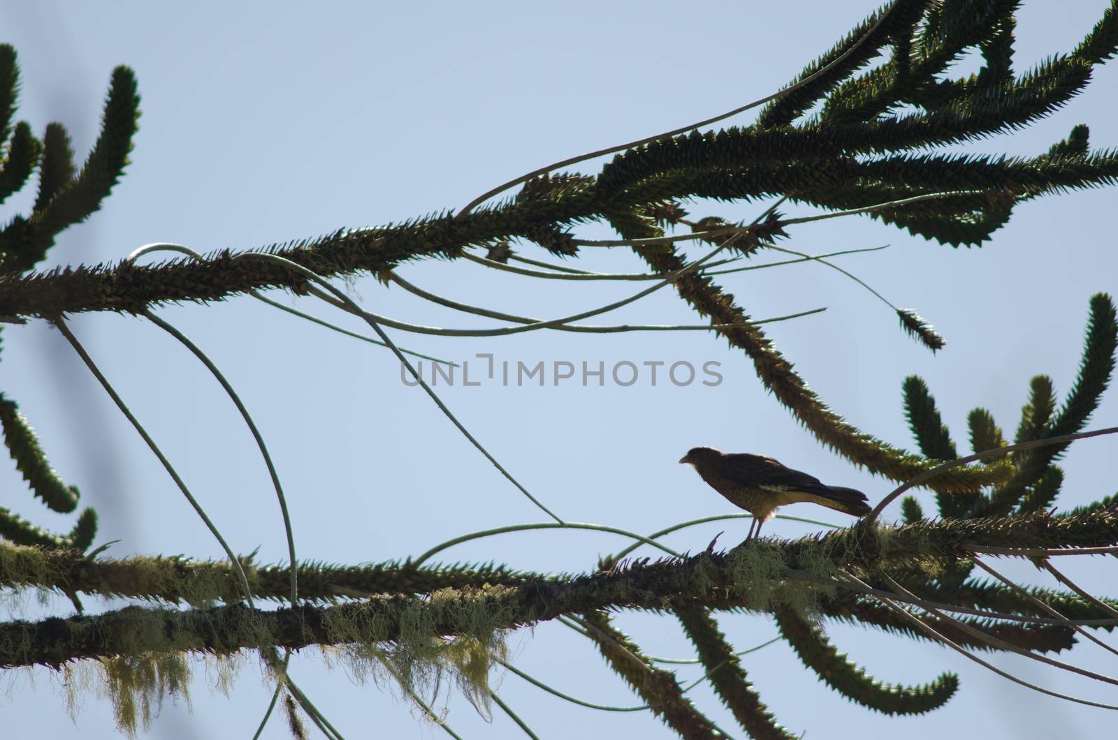 Chimango caracara on a monkey puzzle tree. by VictorSuarez