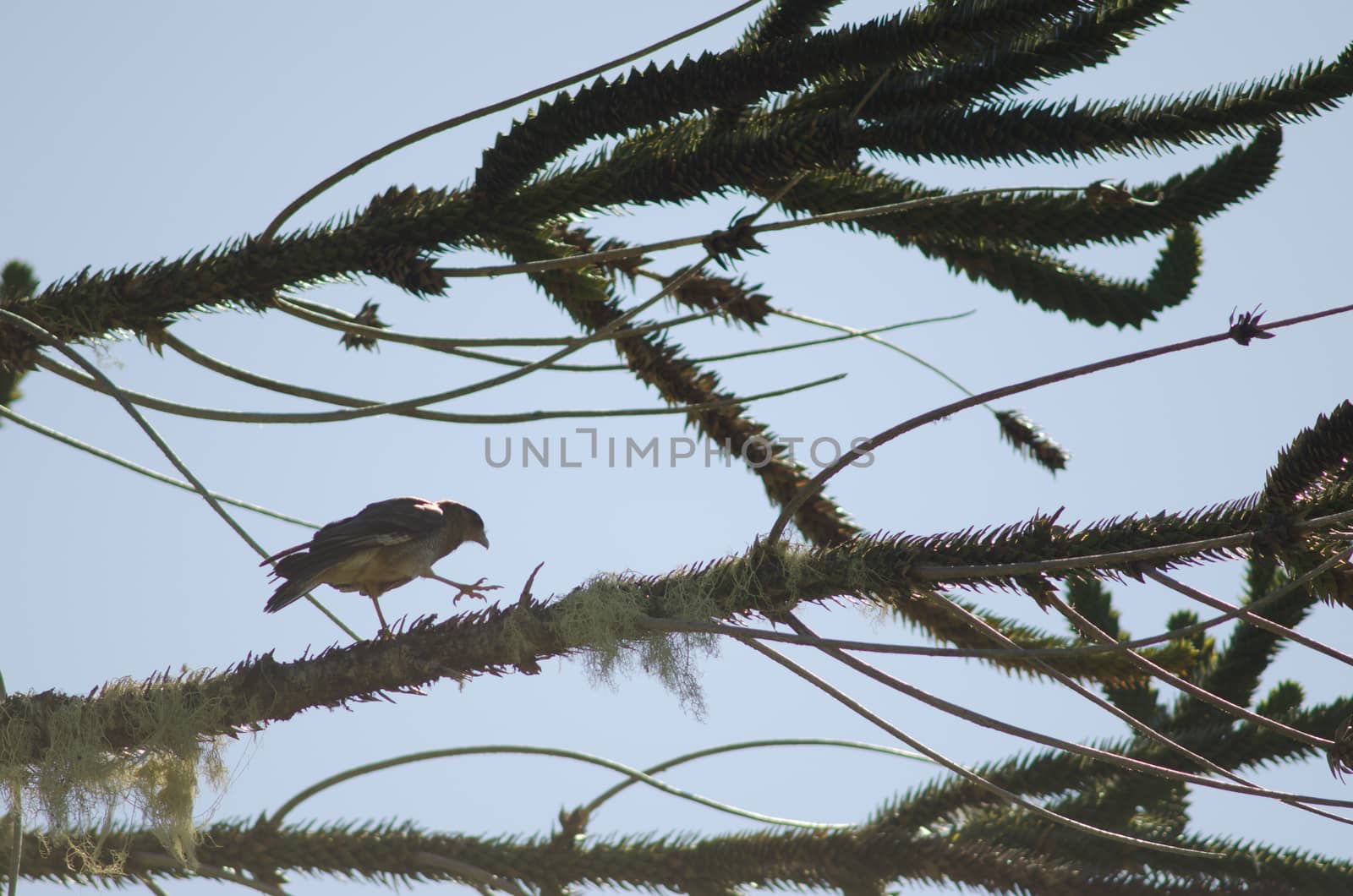 Chimango caracara on a monkey puzzle tree. by VictorSuarez