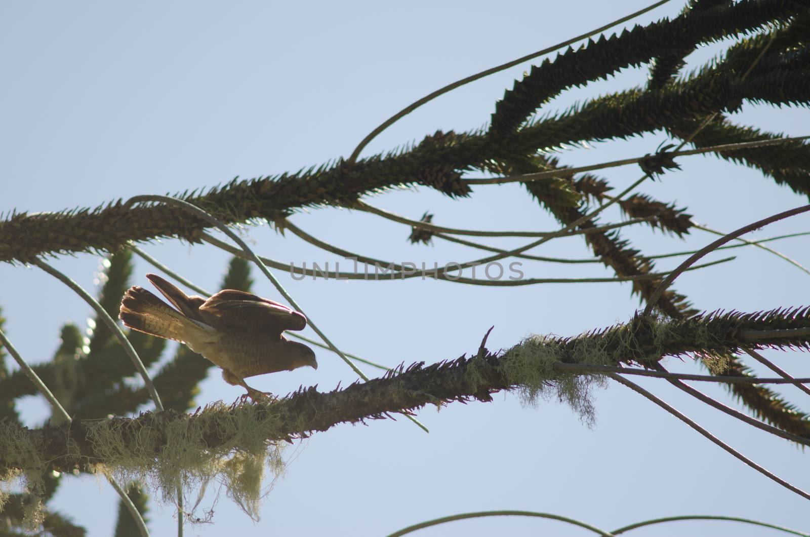 Chimango caracara stretching on a branch of monkey puzzle tree. by VictorSuarez