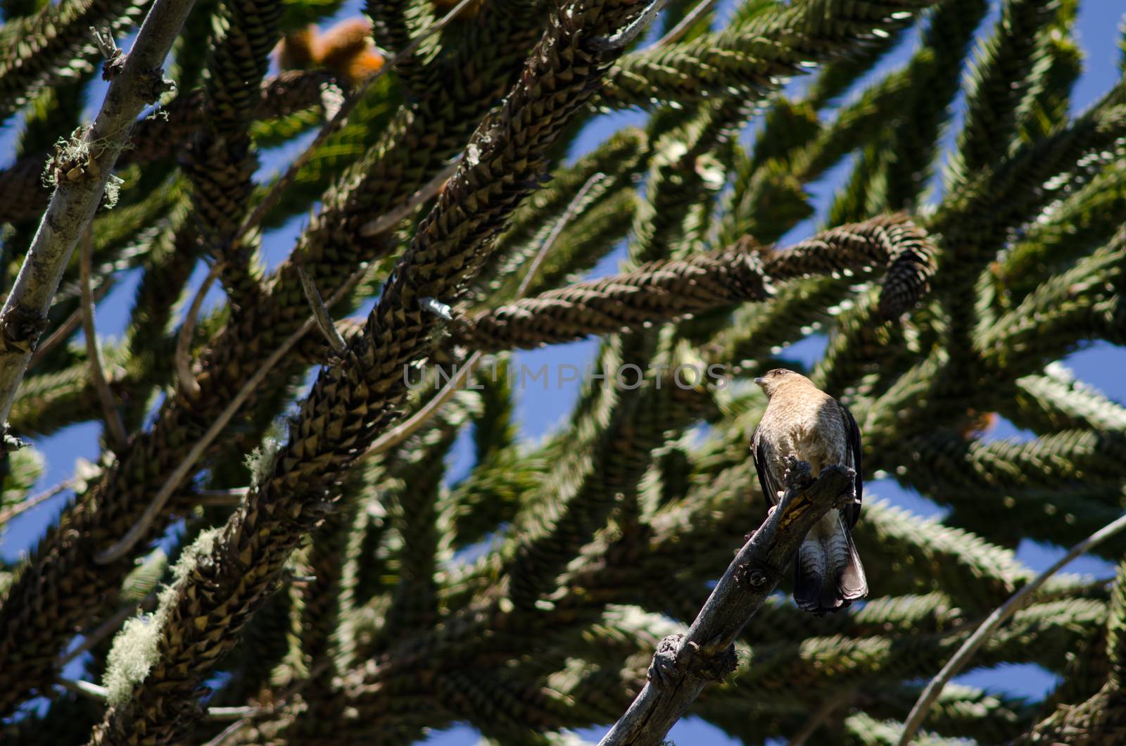 Chimango caracara on a monkey puzzle tree. by VictorSuarez