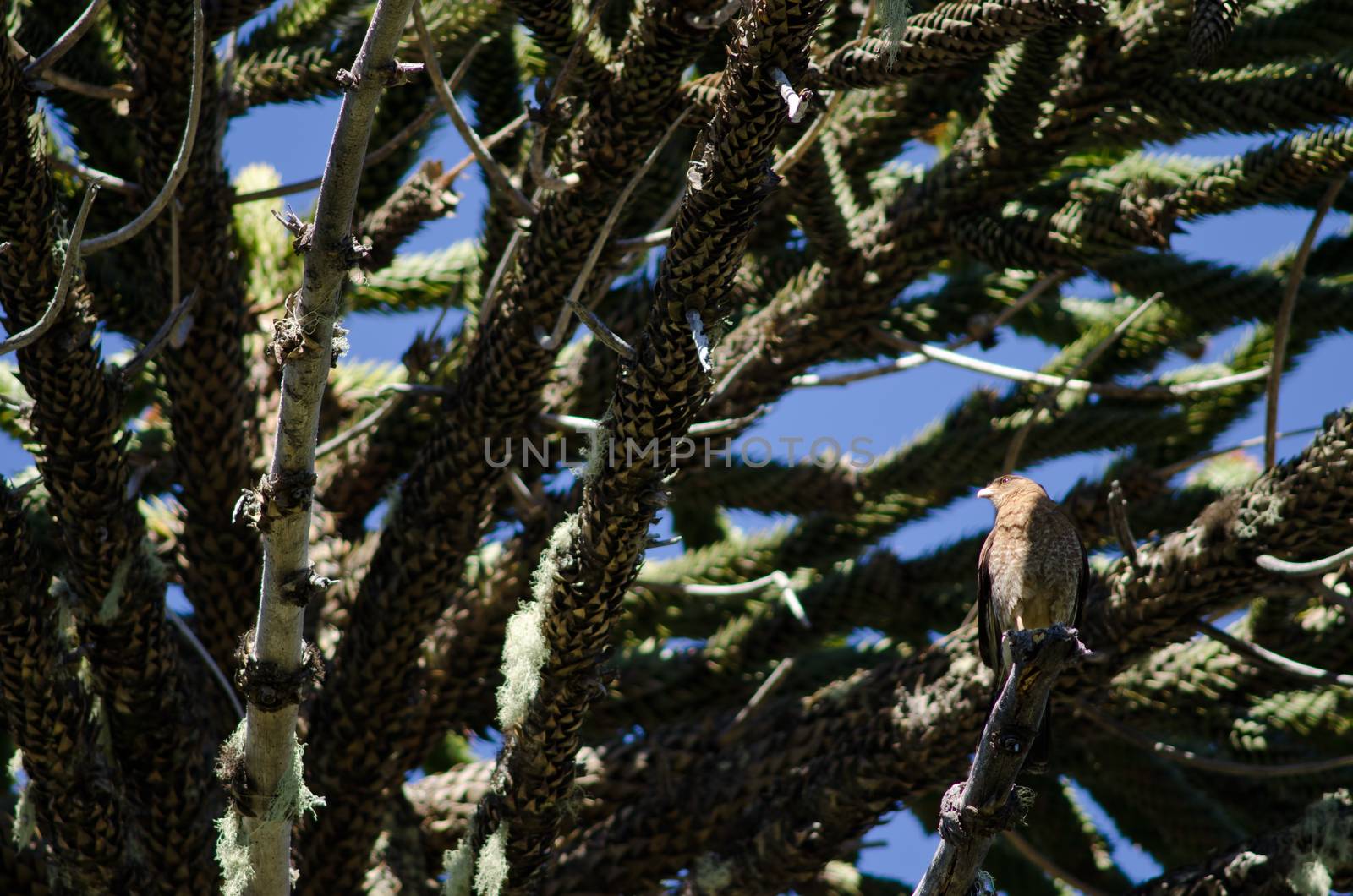 Chimango caracara Milvago chimango perched on a dry branch of monkey puzzle tree Araucaria araucana . Conguillio National Park. Araucania Region. Chile.