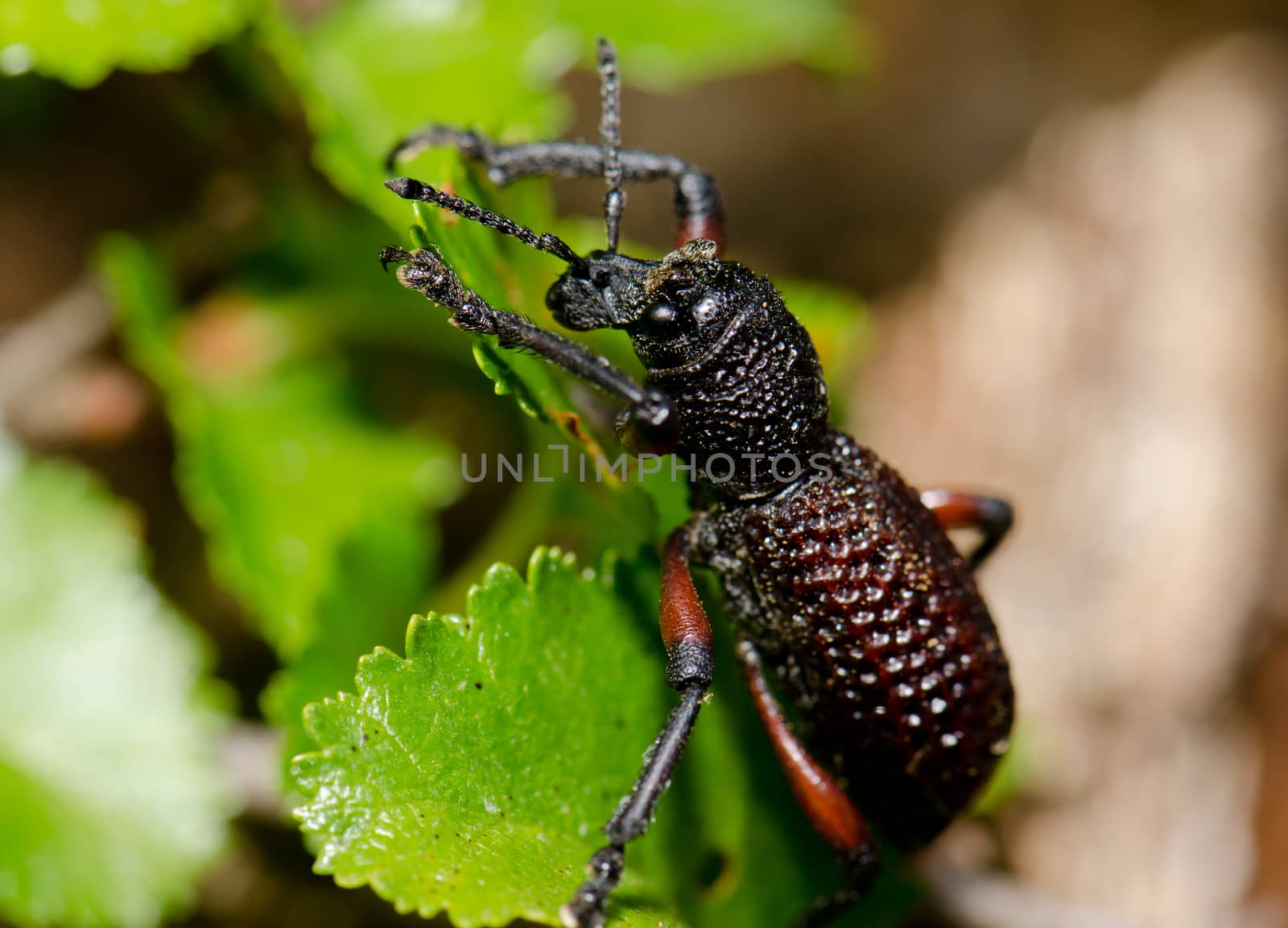 Beetle Aegorhinus vitulus in the Conguillio National Park. by VictorSuarez