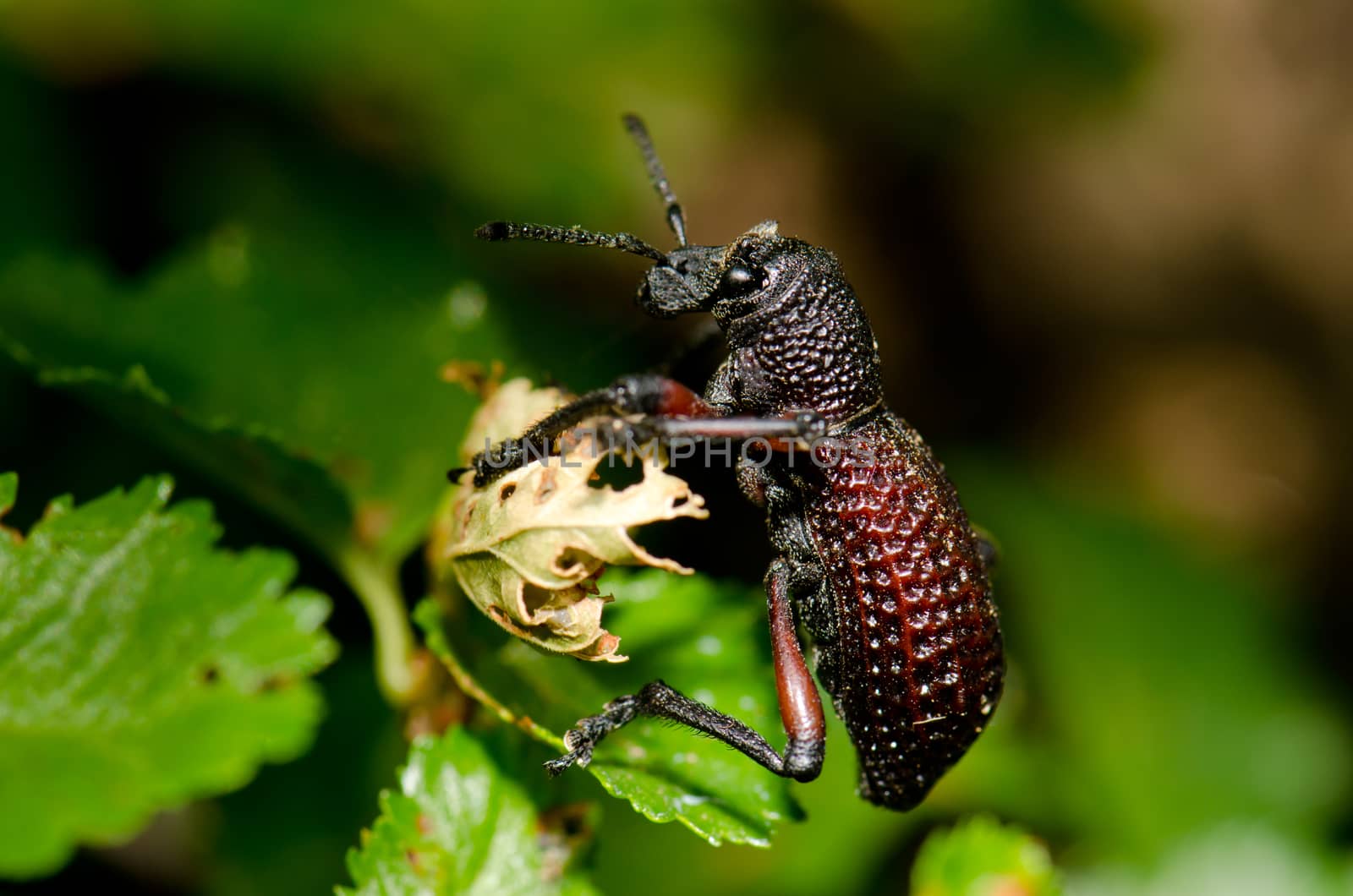 Beetle Aegorhinus vitulus in the Conguillio National Park. Araucania Region. Chile.