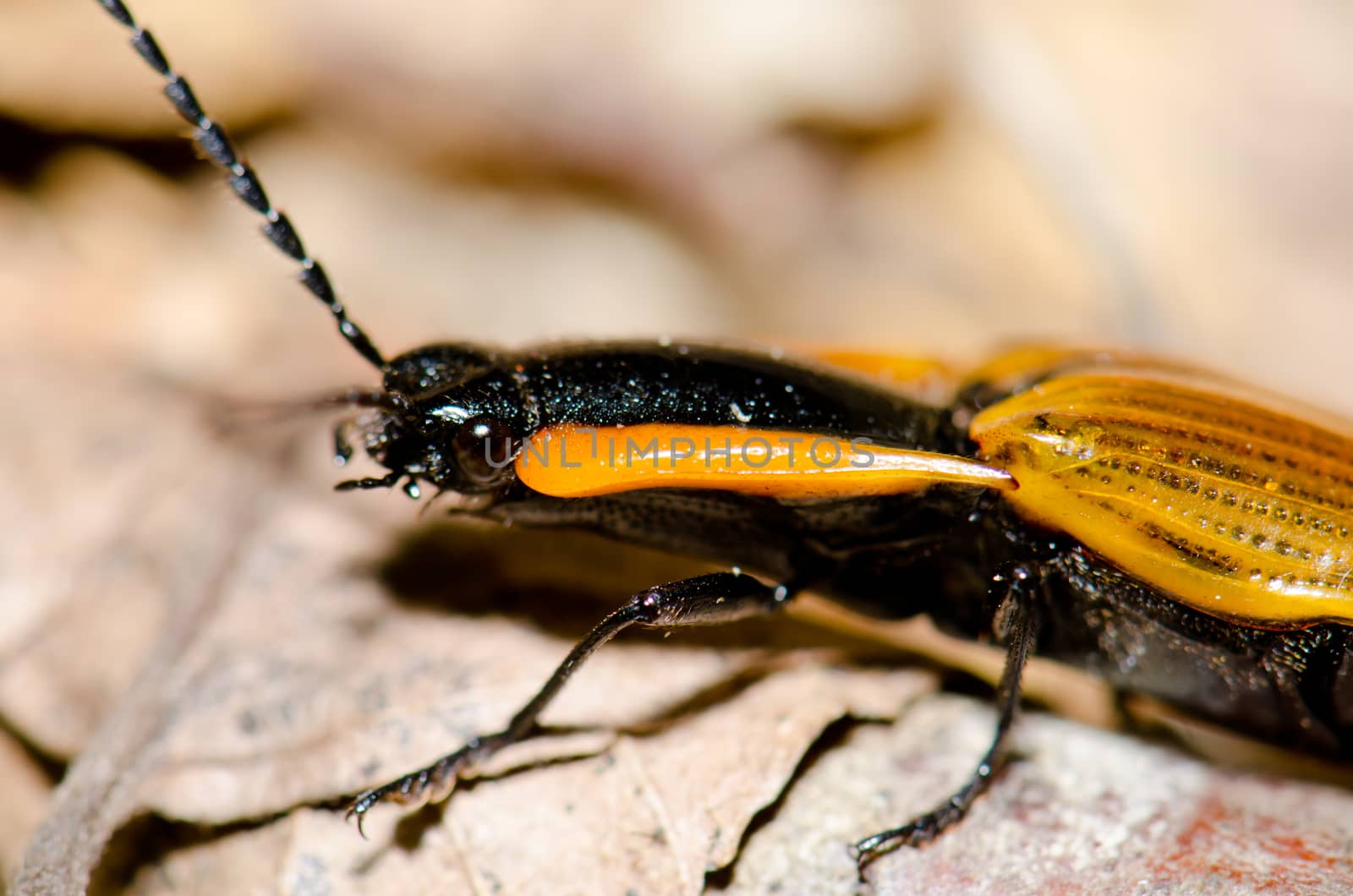 Beetle on the ground in the Conguillio National Park. by VictorSuarez