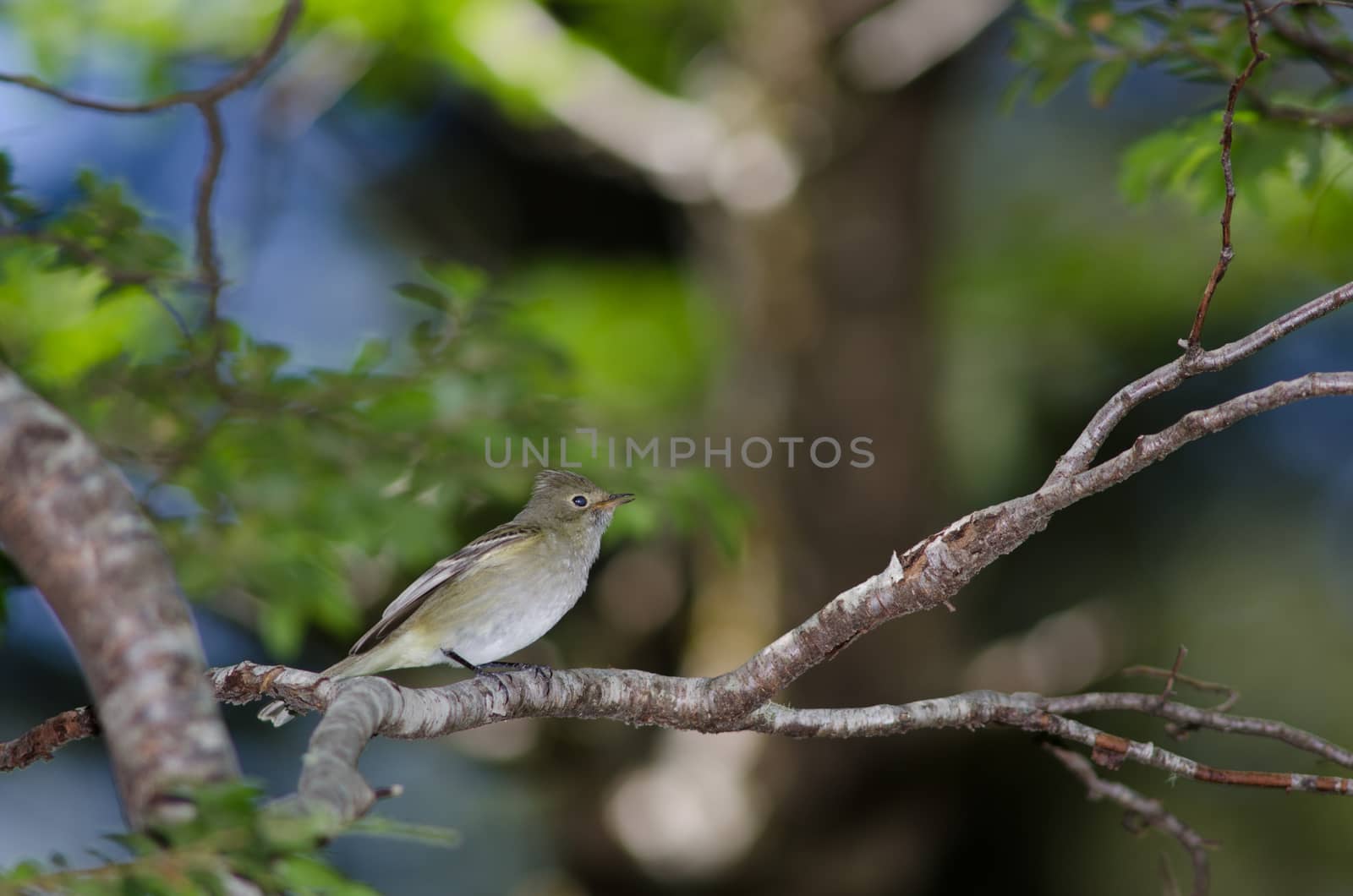 White-crested elaenia Elaenia albiceps chilensis on a tree. by VictorSuarez