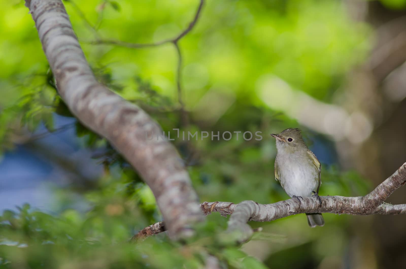 White-crested elaenia Elaenia albiceps chilensis. Conguillio National Park. Araucania Region. Chile.