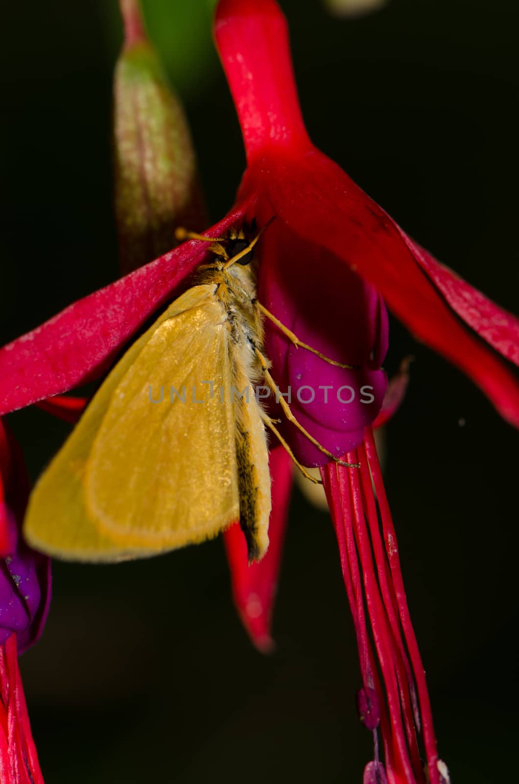 Butterfly on a hummingbird fuchsia Fuchsia magellanica. Conguillio National Park. Araucania Region. Chile.