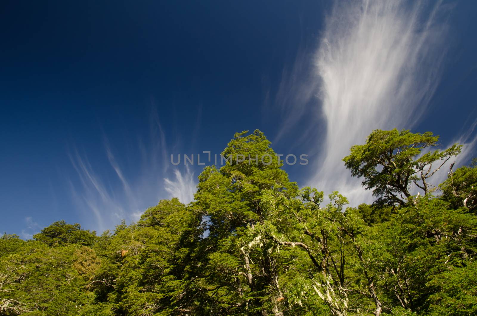 Forest with Dombey's beech Nothofagus dombeyi and clouds. by VictorSuarez