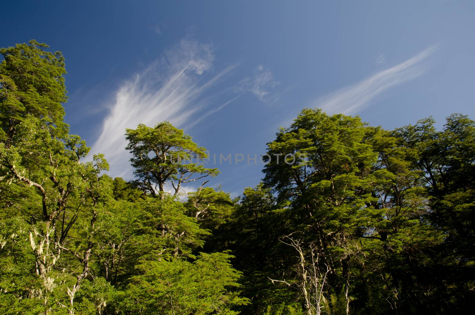 Forest with Dombey's beech Nothofagus dombeyi and clouds. by VictorSuarez