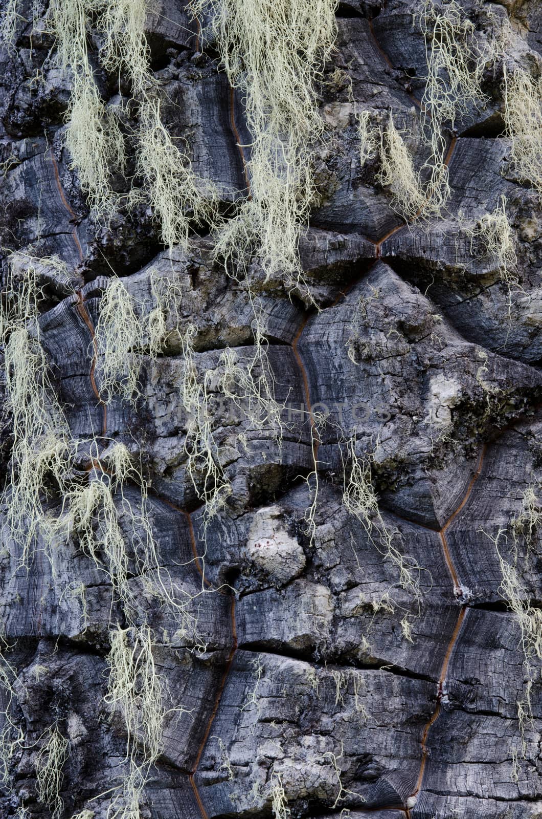 Trunk of monkey puzzle tree Araucaria araucana with lichens. Conguillio National Park. Araucania Region. Chile.