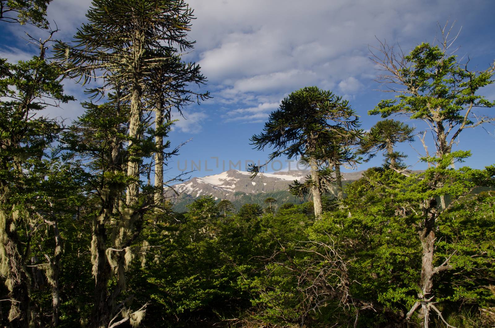 Forest with Dombey's beech and monkey puzzle trees and mountain range. by VictorSuarez