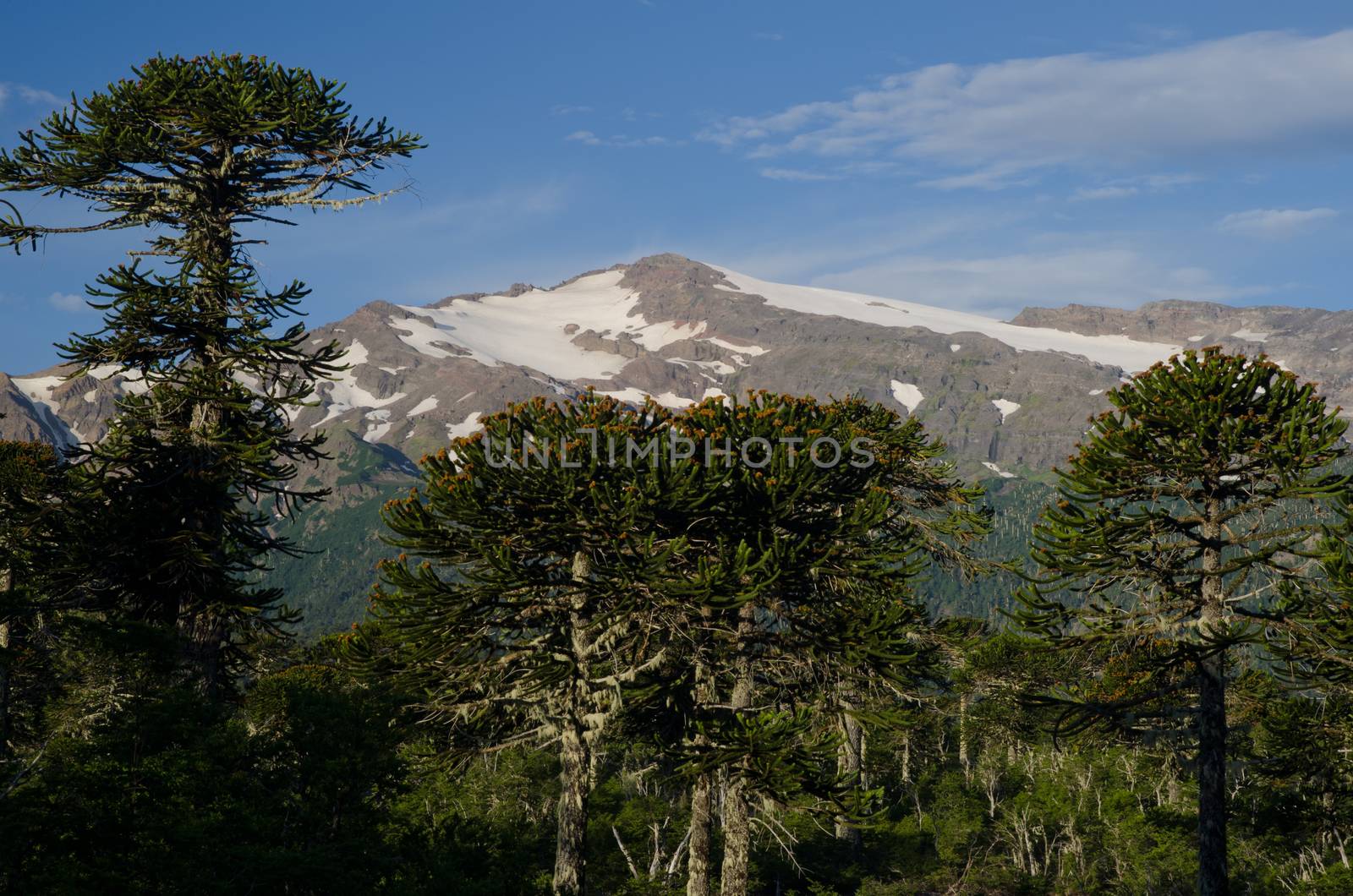 Forest of monkey puzzle tree Araucaria araucana and mountain range in the background. Conguillio National Park. Araucania Region. Chile.