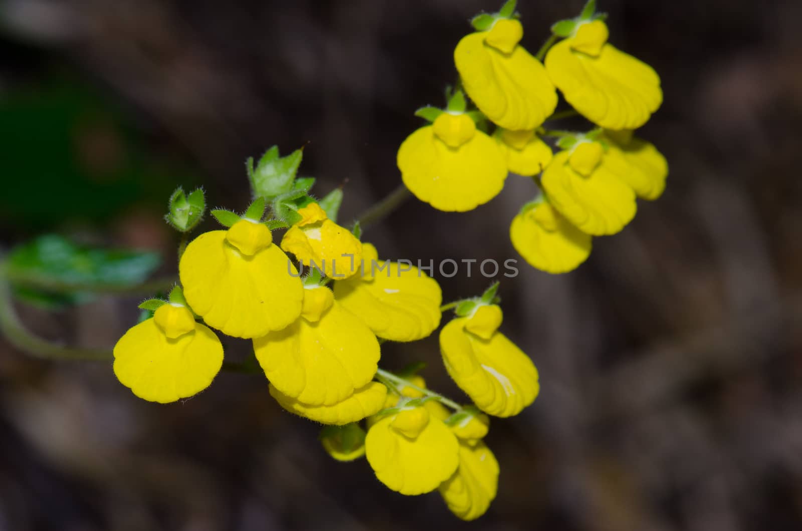 Flowers of lady's purse Calceolaria sp. in the Conguillio National Park. by VictorSuarez