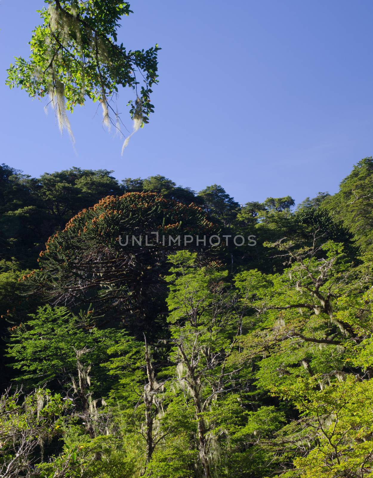 Forest with Dombey's beech Nothofagus dombeyi and monkey puzzle tree Araucaria araucana. Conguillio National Park. Araucania Region. Chile.