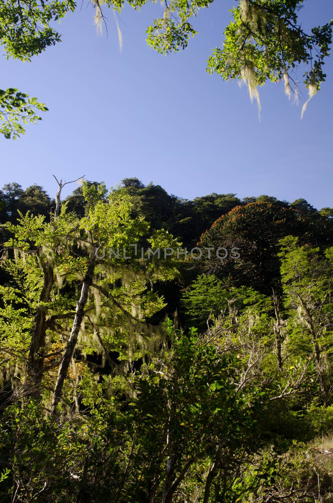 Forest with Dombey's beech Nothofagus dombeyi and monkey puzzle tree Araucaria araucana. Conguillio National Park. Araucania Region. Chile.