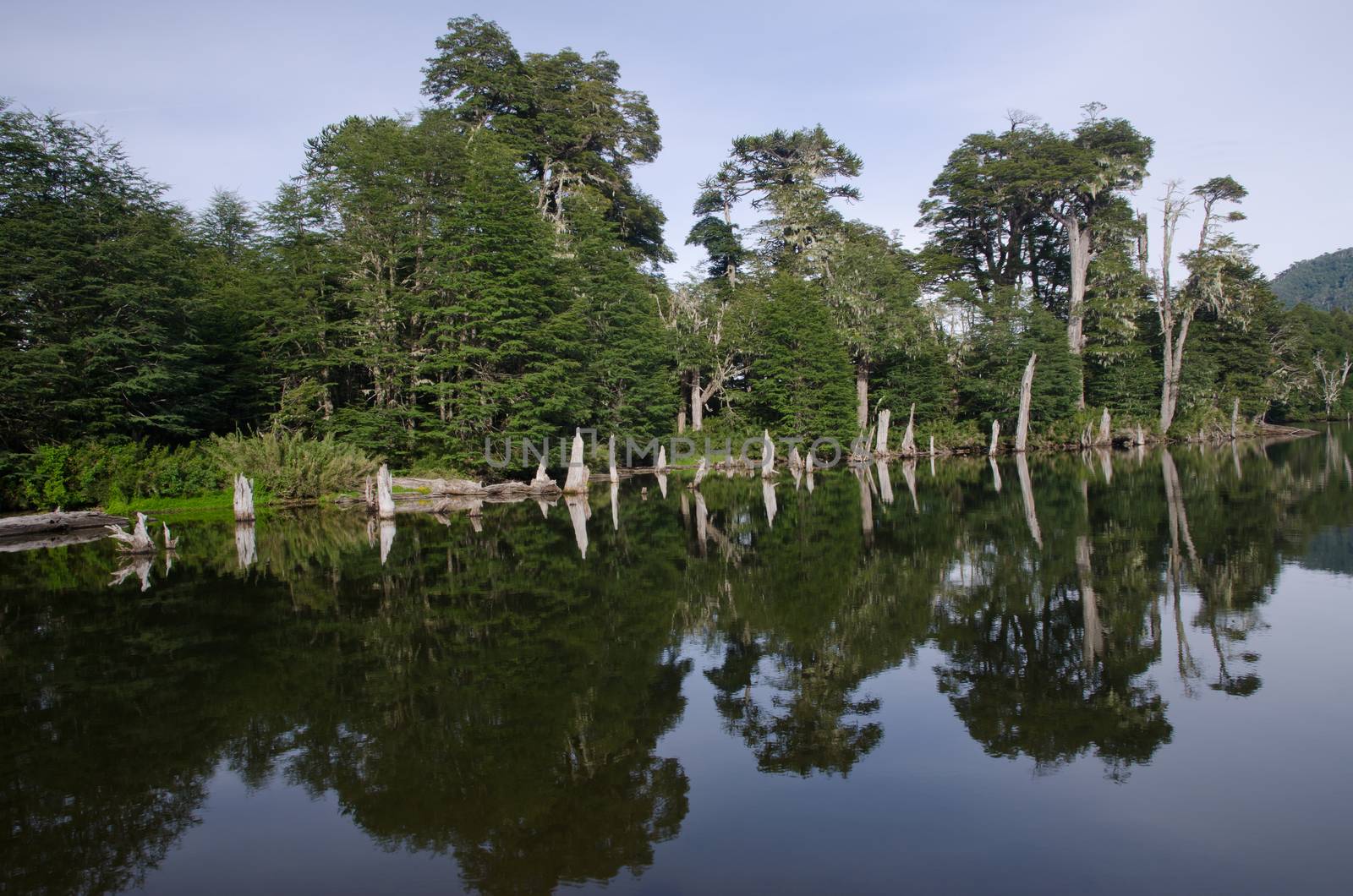 Captren lagoon in the Conguillio National Park. by VictorSuarez