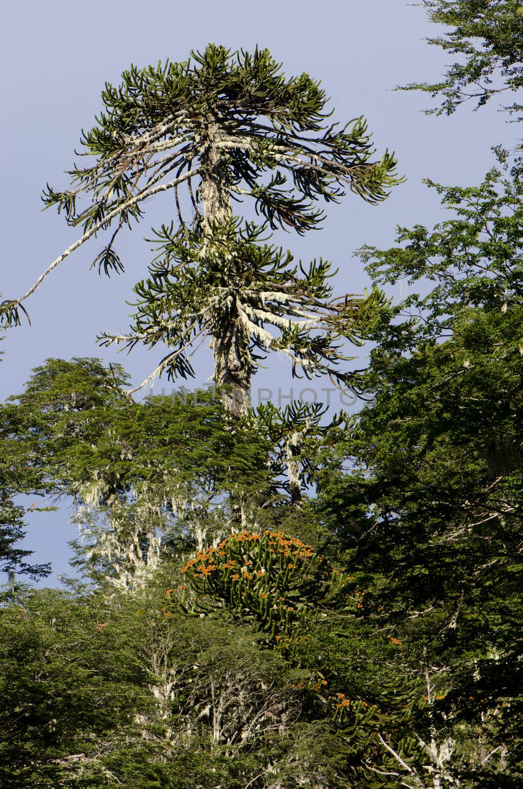 Monkey puzzle tree Araucaria araucana in the Conguillio National Park. by VictorSuarez