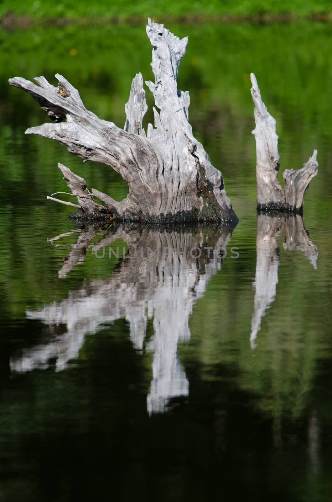 Trunks reflecting in the Captren lagoon. Conguillio National Park. Araucania Region. Chile.
