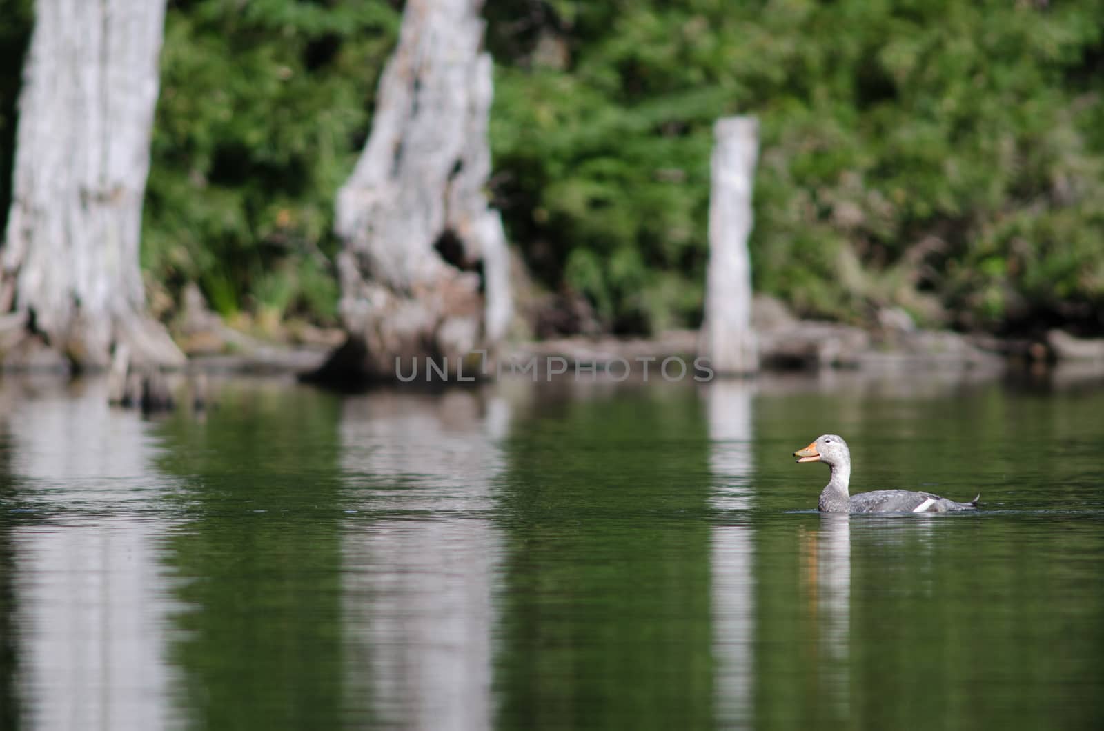 Flying steamer duck Tachyeres patachonicus in a lagoon. by VictorSuarez