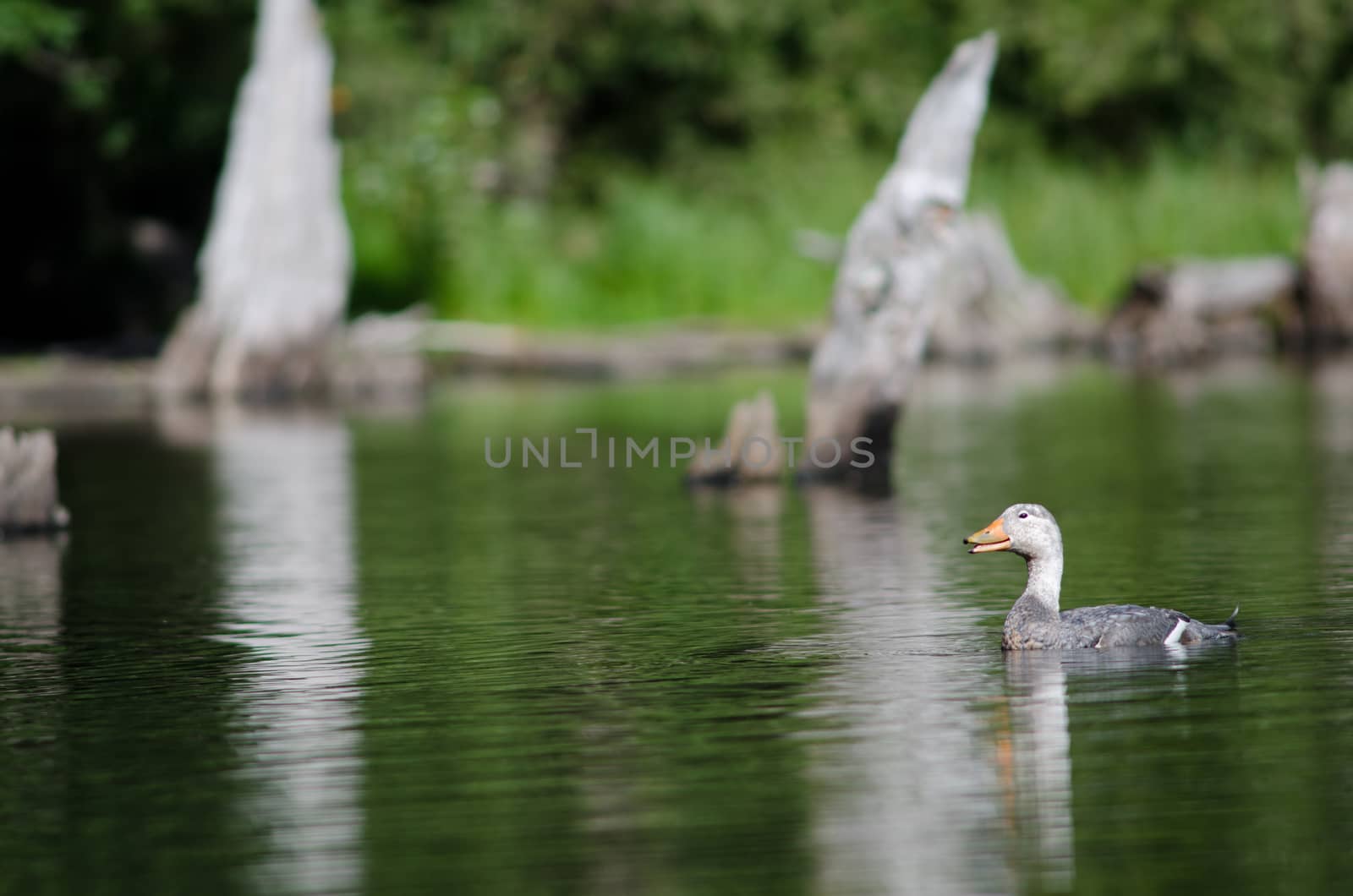 Flying steamer duck Tachyeres patachonicus. Male calling. Captren lagoon. Conguillio National Park. Araucania Region. Chile.