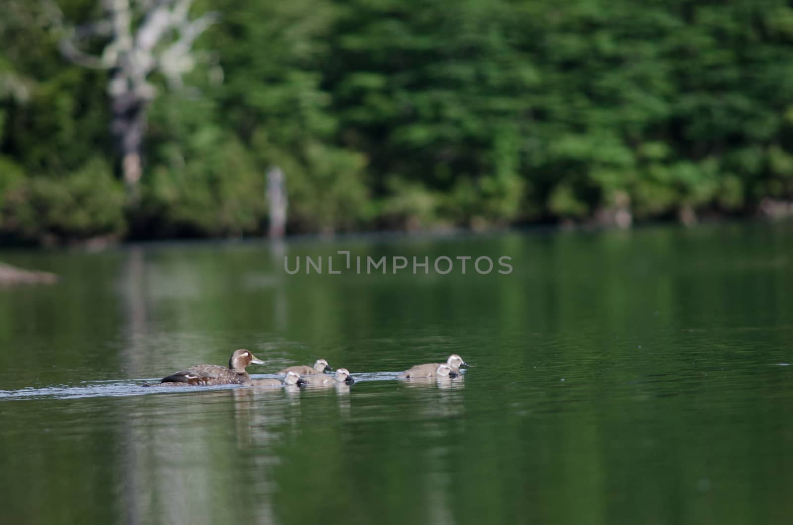 Flying steamer ducks Tachyeres patachonicus in a lagoon. by VictorSuarez