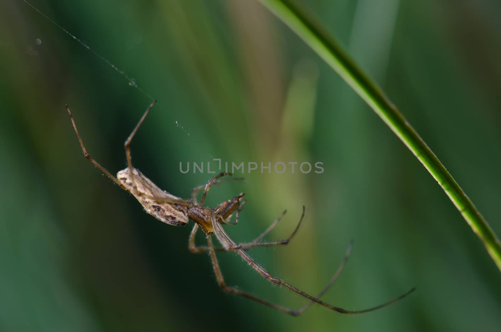 Spider Tetragnatha extensa in the Captren lagoon. Conguillio National Park. Araucania Region. Chile.