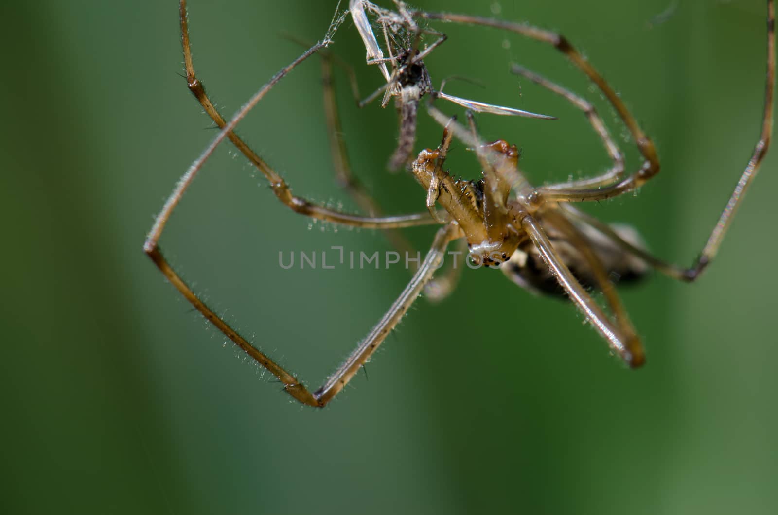 Spider Tetragnatha extensa with a prey. Captren lagoon. Conguillio National Park. Araucania Region. Chile.