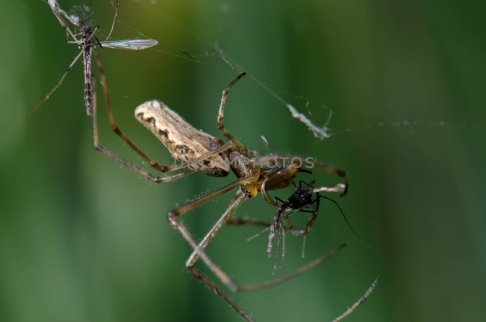 Spider Tetragnatha extensa with a prey. Captren lagoon. Conguillio National Park. Araucania Region. Chile.