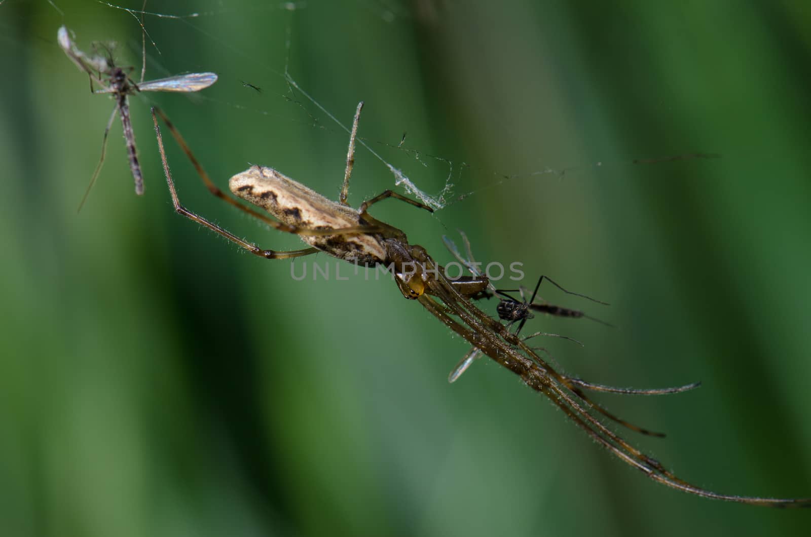 Spider Tetragnatha extensa in the Captren lagoon. by VictorSuarez