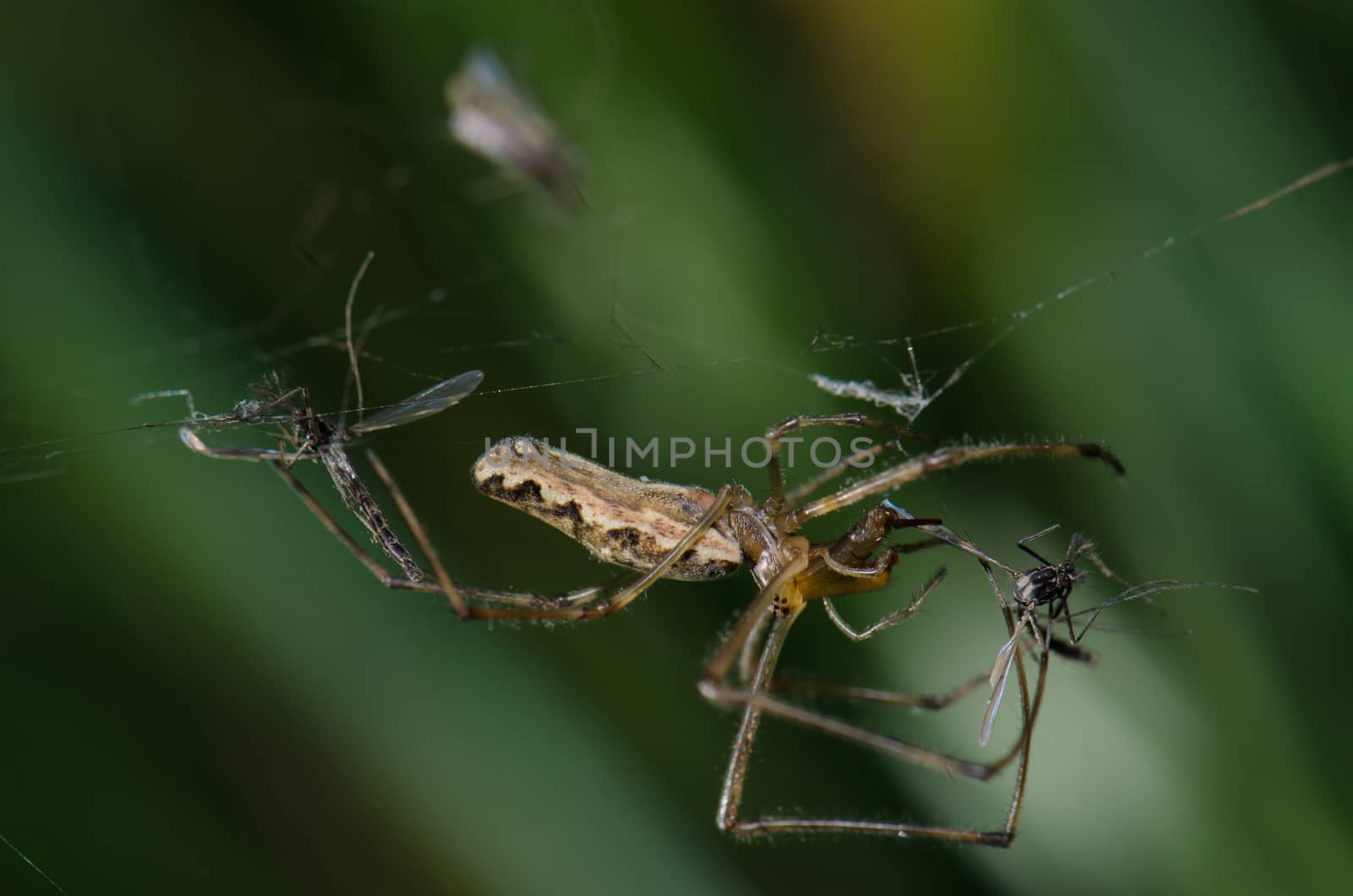 Spider Tetragnatha extensa in the Captren lagoon. by VictorSuarez