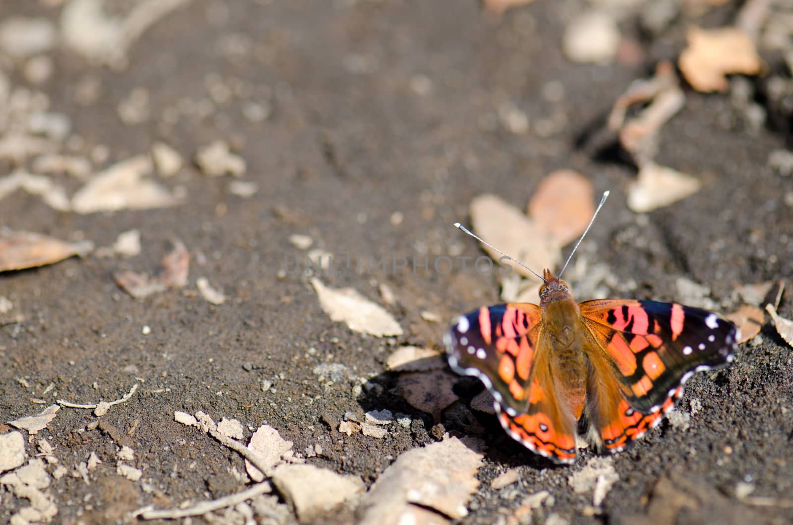 Chilean lady Vanessa terpsichore feeding on soil minerals. by VictorSuarez