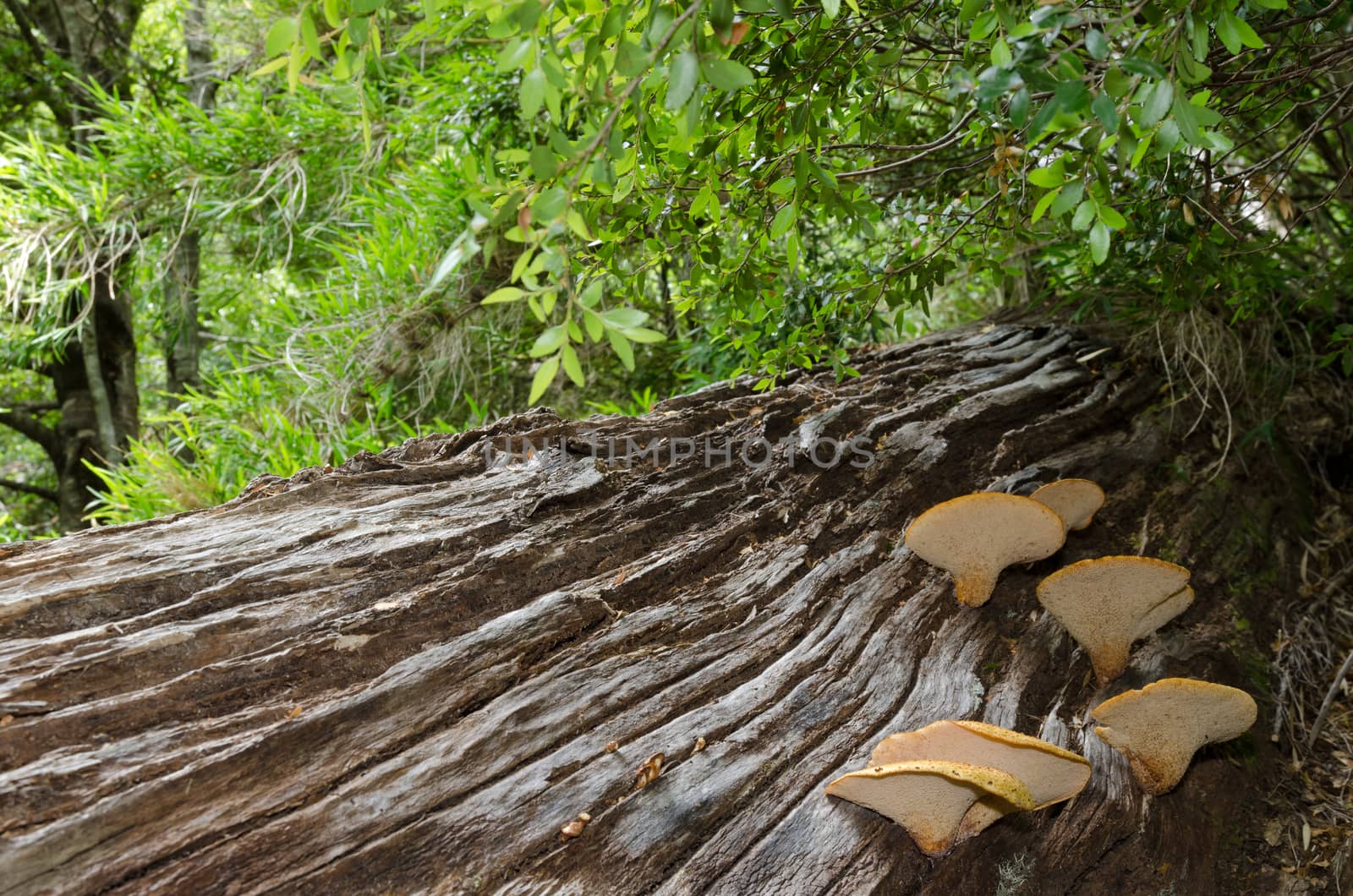 Mushrooms on a dead tree in a forest. Conguillio National Park. Araucania Region. Chile.