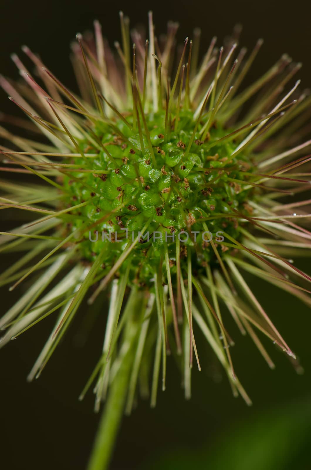 Fruiting stage of Acaena argentea. Conguillio National Park. Araucania Region. Chile.