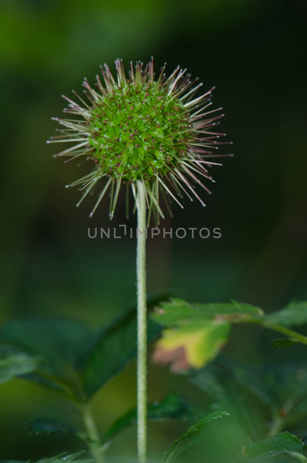 Fruiting stage of Acaena argentea. Conguillio National Park. Araucania Region. Chile.