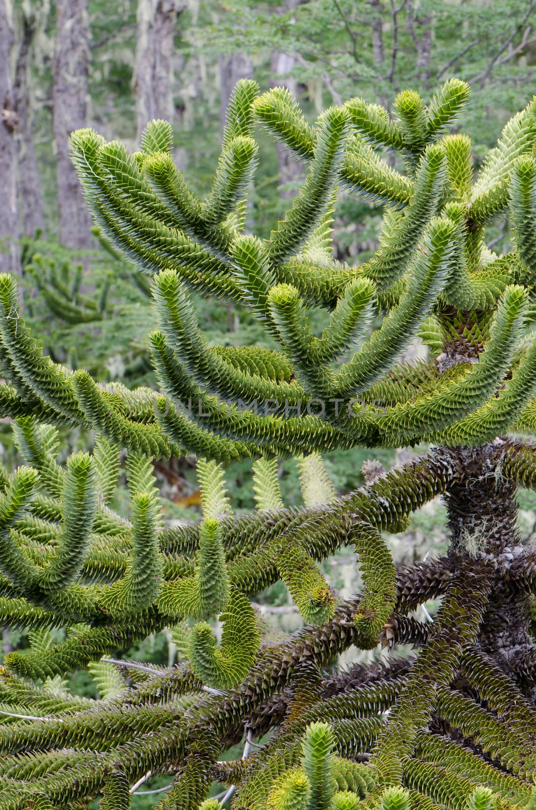 Monkey puzzle tree Araucaria araucana. Conguillio National Park. Araucania Region. Chile.