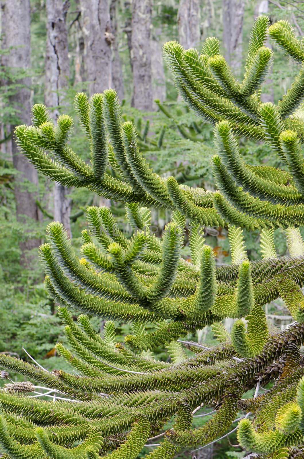 Branches of monkey puzzle tree Araucaria araucana. by VictorSuarez