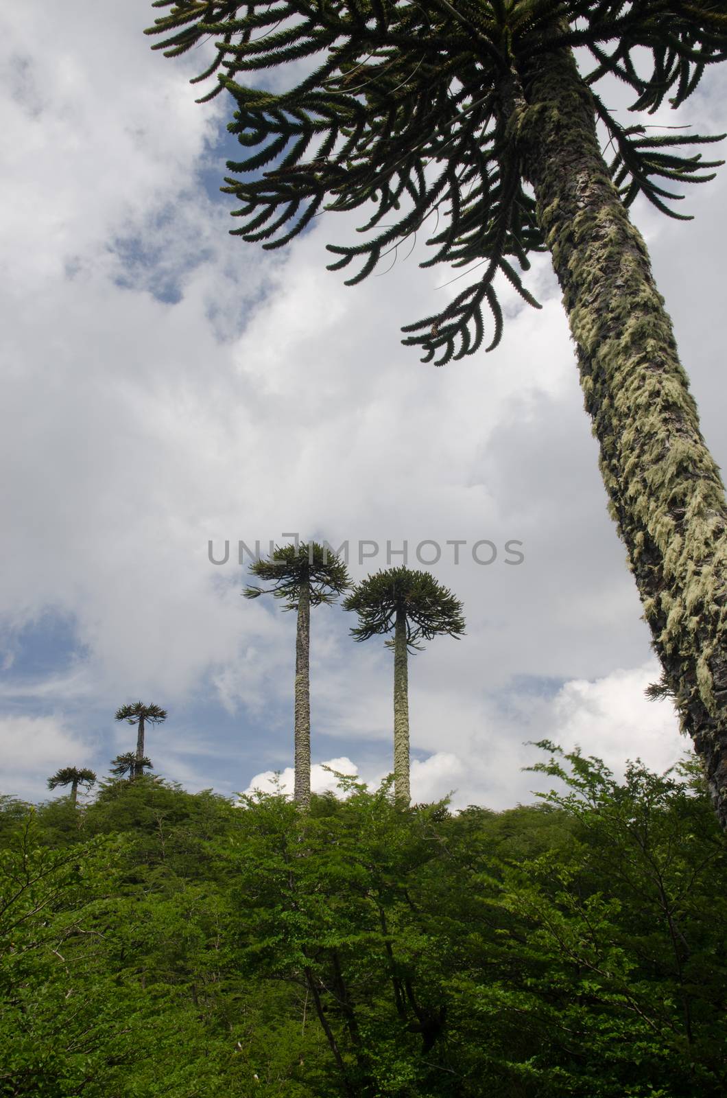 Scrubland with monkey puzzle trees Araucaria araucana. by VictorSuarez