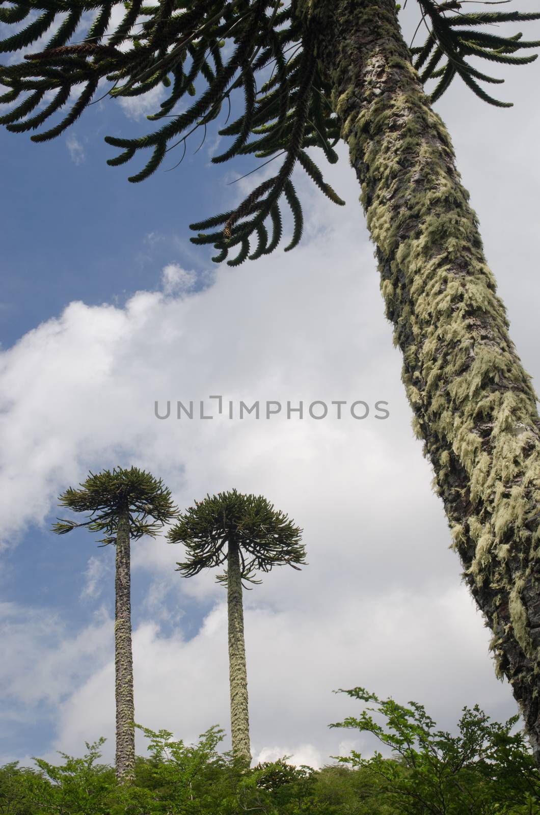 Monkey puzzle trees Araucaria araucana. Conguillio National Park. Araucania Region. Chile.