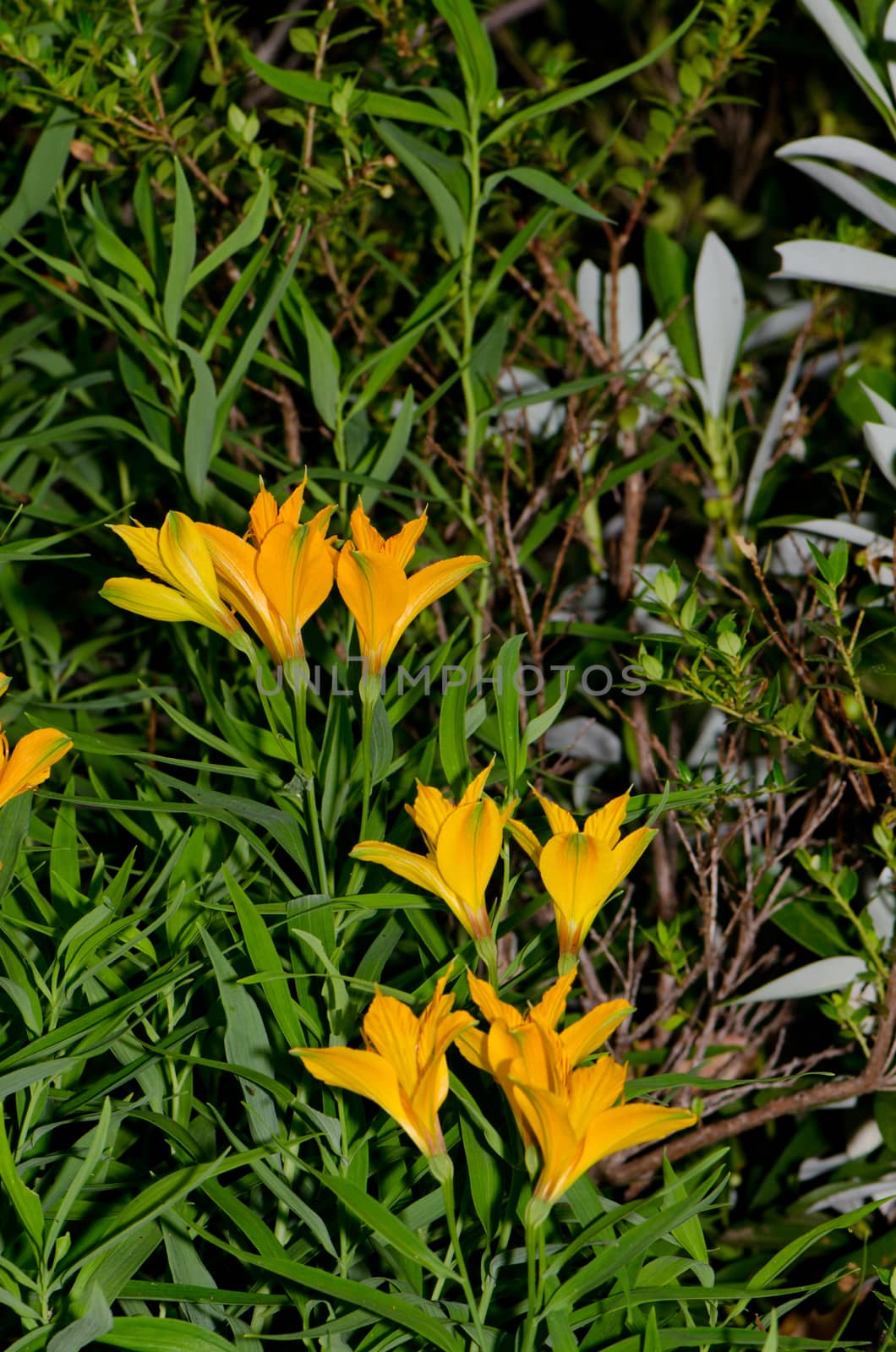 Peruvian lilies Alstroemeria aurea in flower. Conguillio National Park. Araucania Region. Chile.