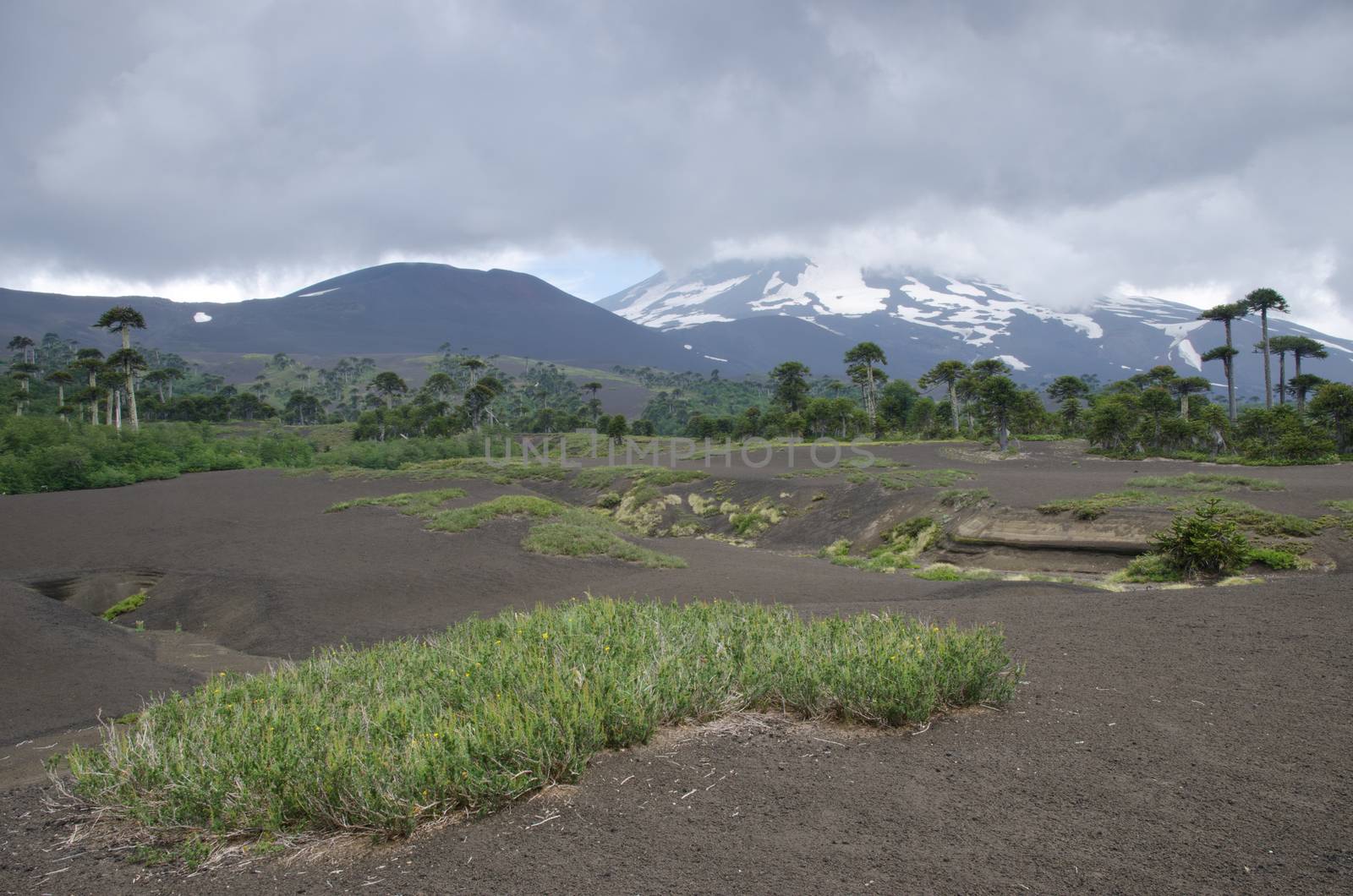 Llaima volcano covered by clouds and monkey puzzle trees. by VictorSuarez