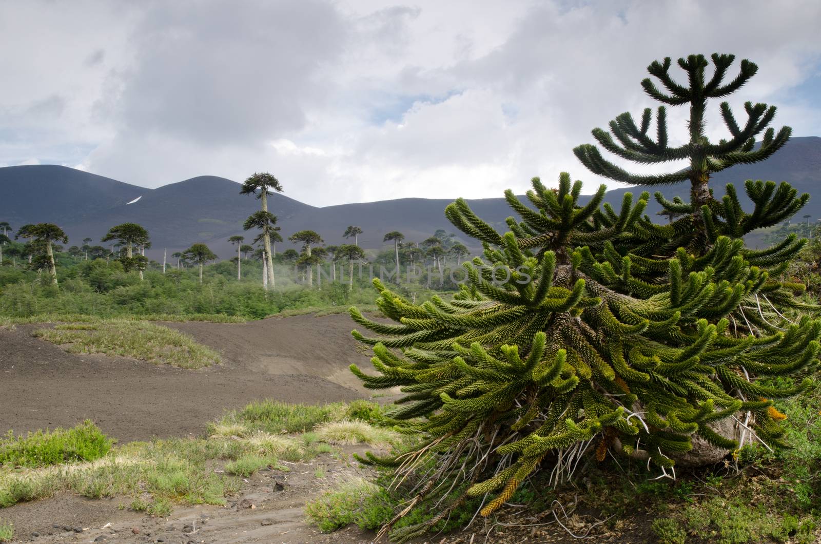 Scrubland with monkey puzzle trees Araucaria araucana. by VictorSuarez