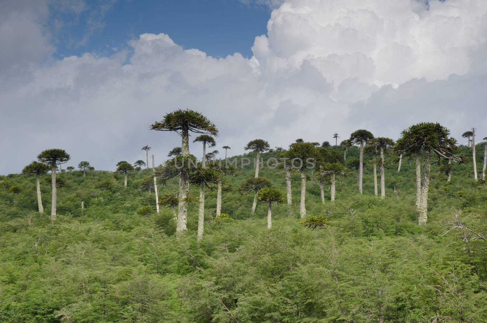 Scrubland with monkey puzzle trees Araucaria araucana. Conguillio National Park. Araucania Region. Chile.